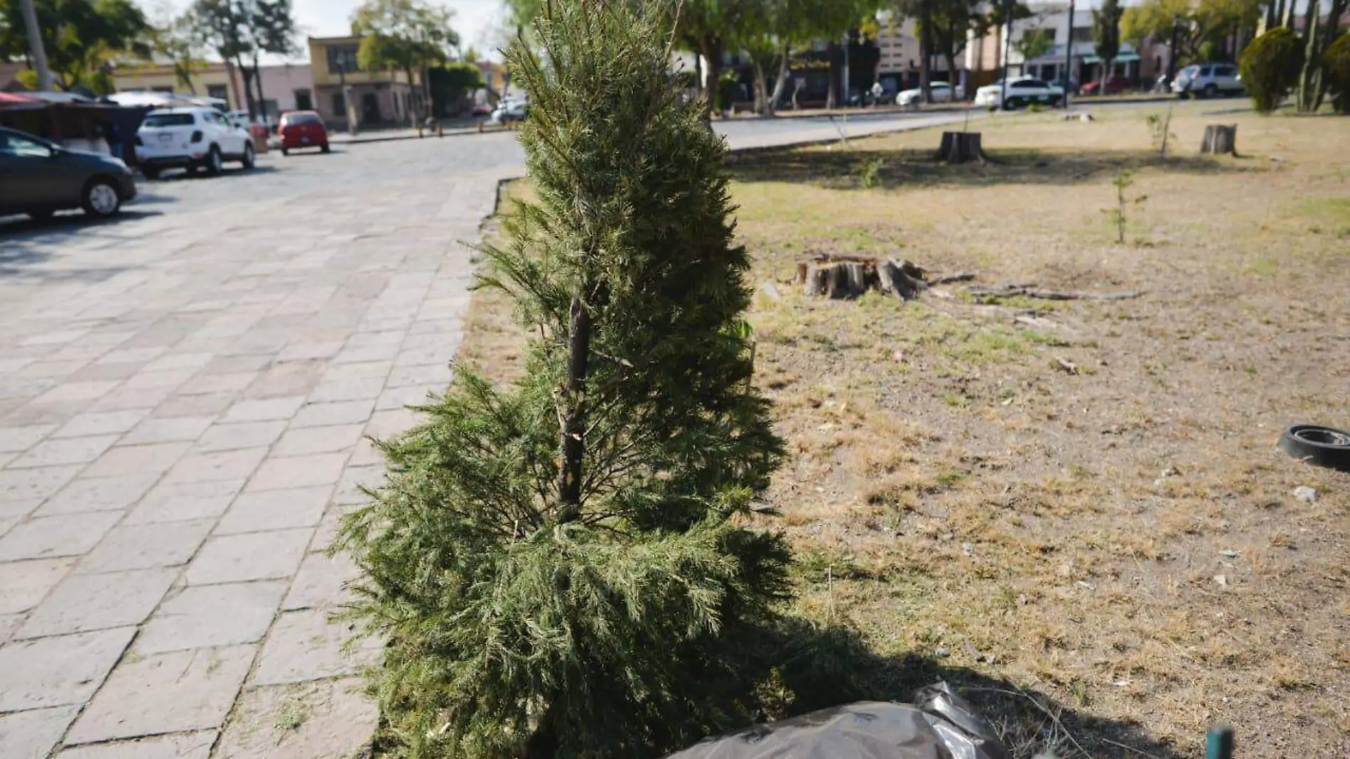 centro de acopio de pinos navideños (1)